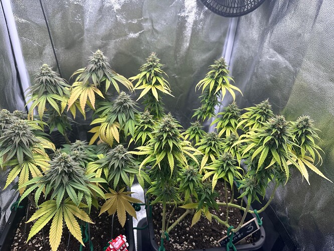 Growreport Bild 3