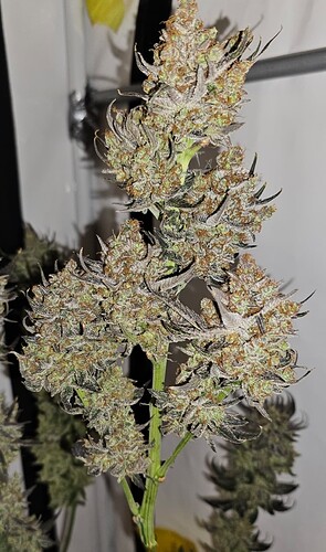 Growreport Bild 81