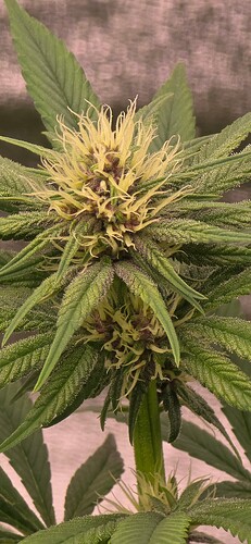 Growreport Bild 3