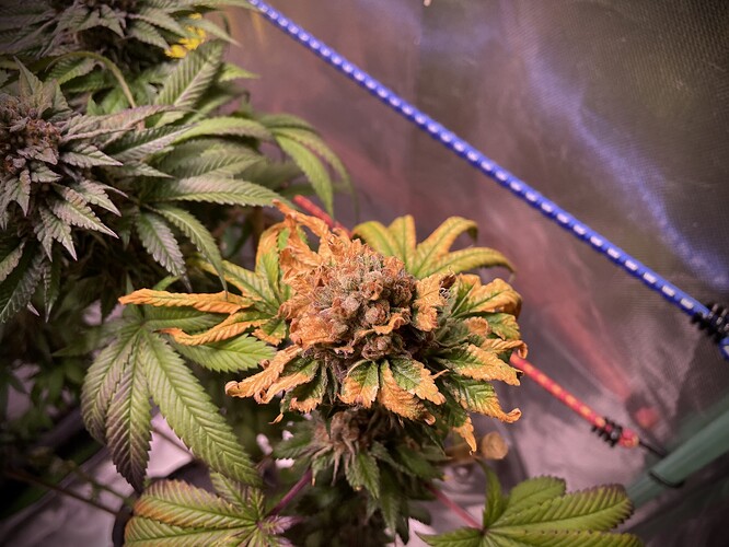 Growreport Bild 17