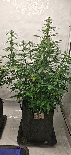 Growreport Bild 23