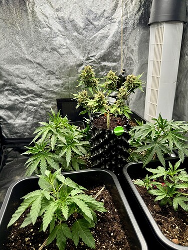 Growreport Bild 2