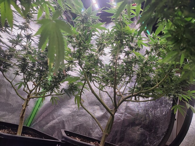 Growreport Bild 3