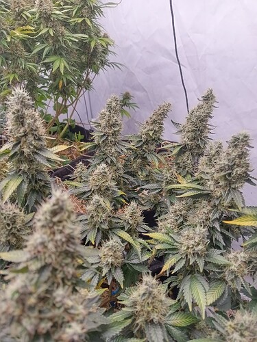 Growreport Bild 7