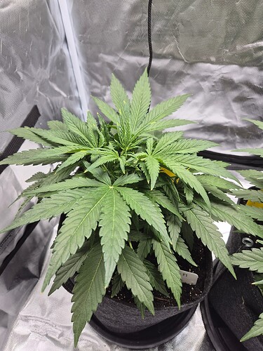 Growreport Bild 6