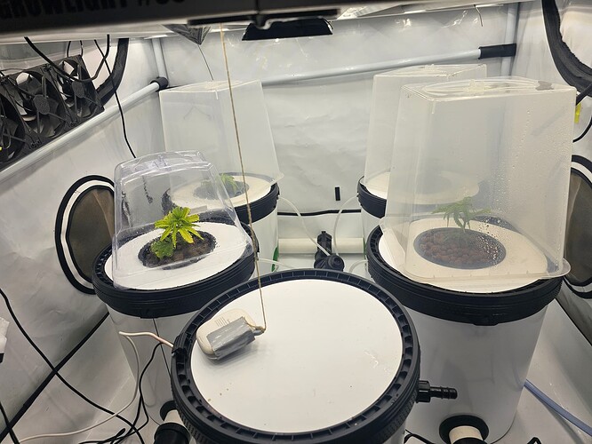 Growreport Bild 27