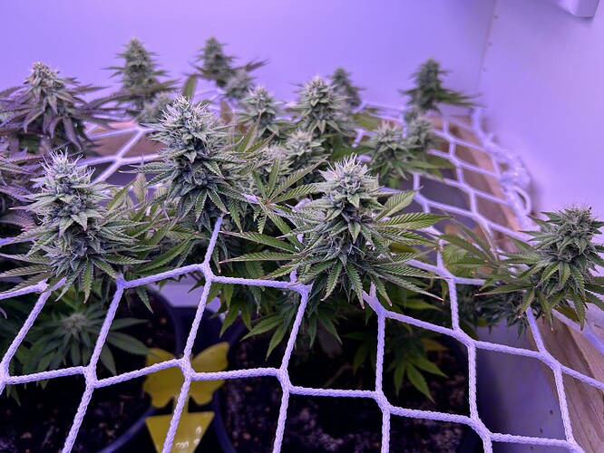 Mehrere Cannabis-Pflanzen in der Blütephase, die durch ein Scrog-Netz geführt werden.