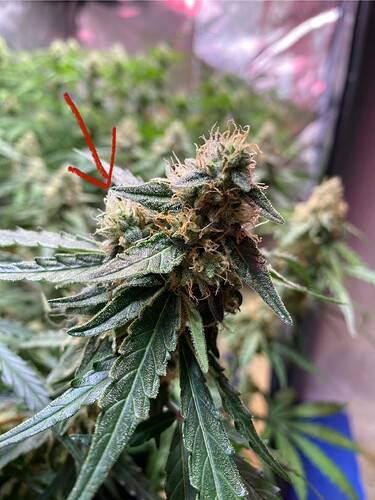 Growreport Bild 7