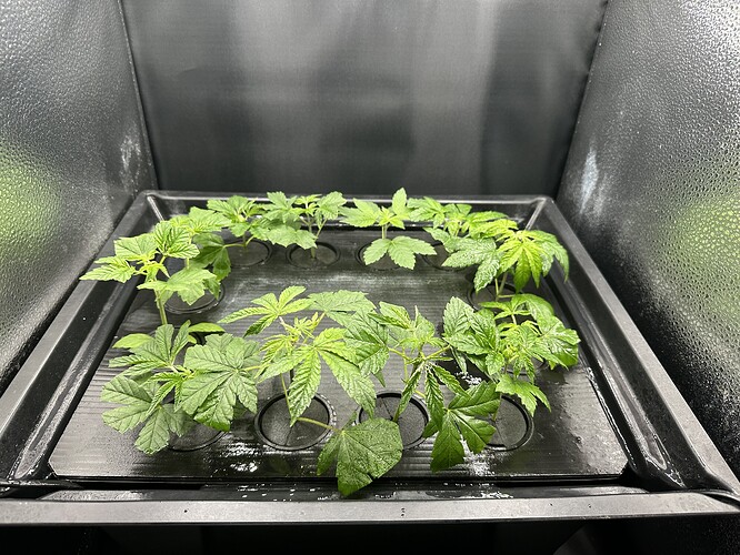 Growreport Bild 2
