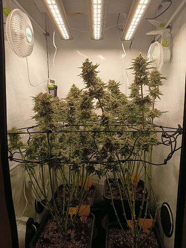 Growreport Bild 45