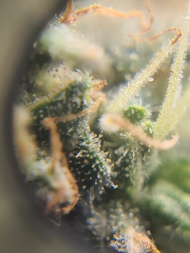 Growreport Bild 12
