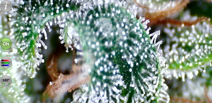 Growreport Bild 55