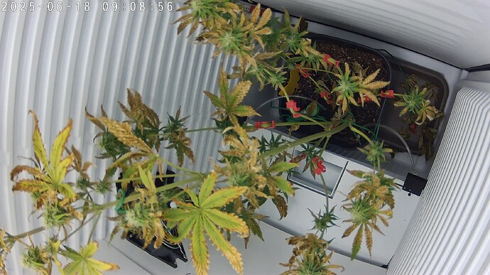 7CF17E62EEF6_20250618090858195_cam0