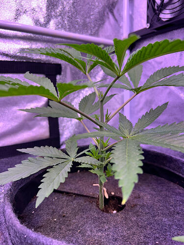 Eine junge Cannabispflanze in einem Growzelt unter lila LED-Licht.