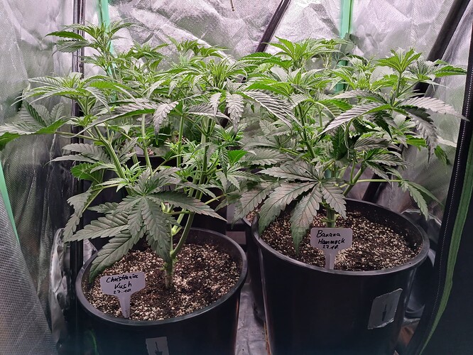 Growreport Bild 32