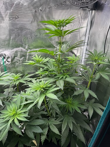 Growreport Bild 2
