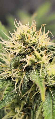 Growreport Bild 4