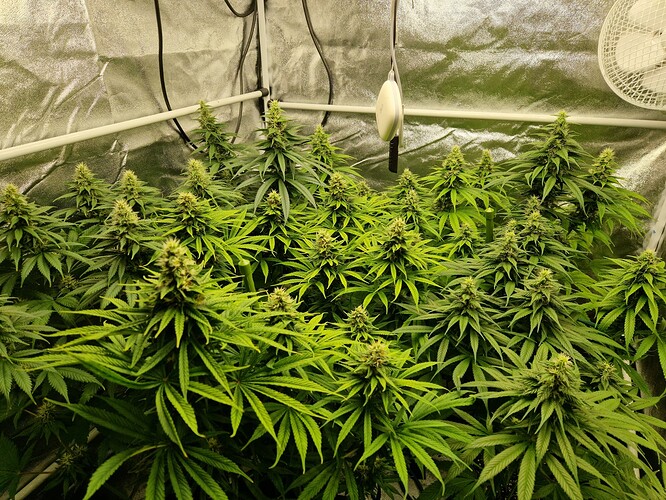 Growreport Bild 9