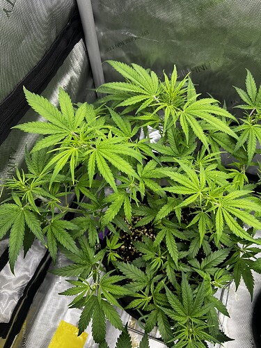 Growreport Bild 4