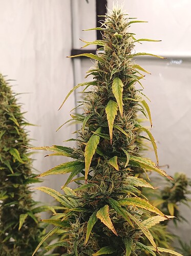 Growreport Bild 7