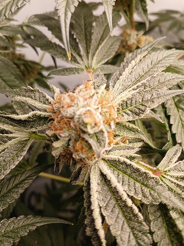 Growreport Bild 6