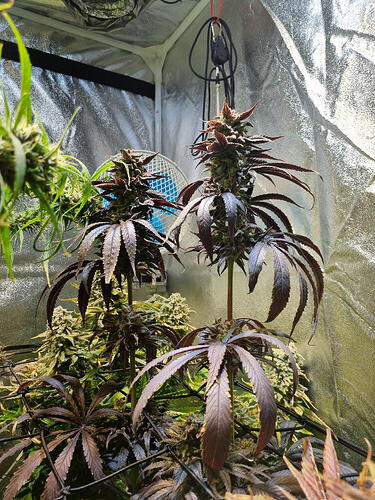 Zwei Cannabis-Pflanzen in der Blütephase mit dunklen Blättern und dichten Blütenständen in einem Growzelt.
