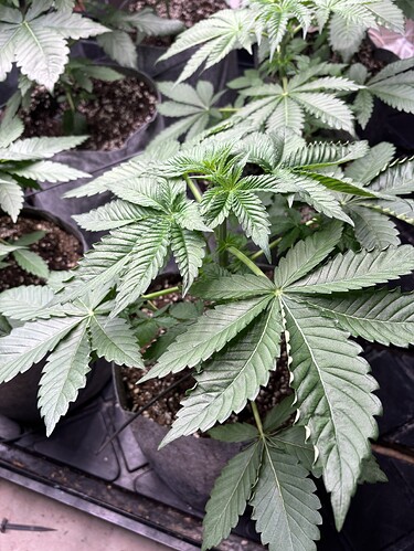 Growreport Bild 20