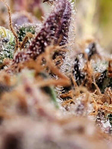 Growreport Bild 118