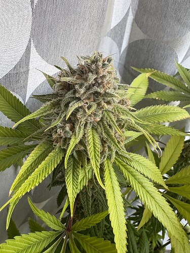 Growreport Bild 13