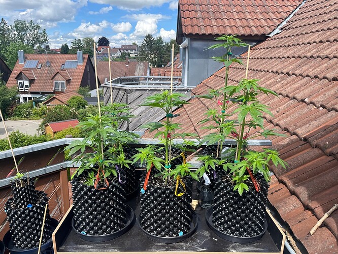 Growreport Bild 1