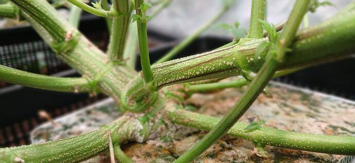 Growreport Bild 9