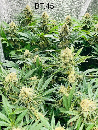 Growreport Bild 8