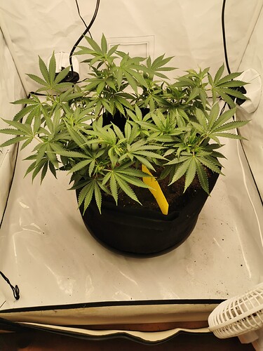 Growreport Bild 3