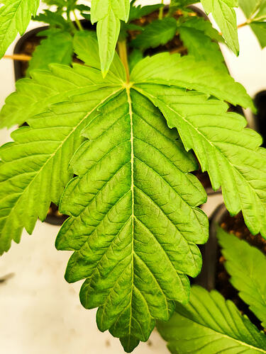 Growreport Bild 1