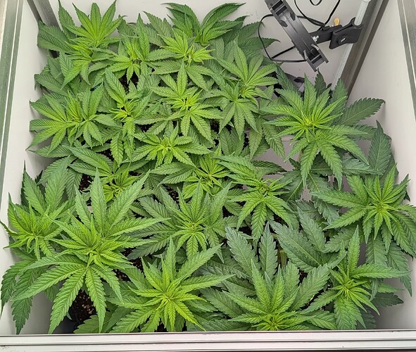 Growreport Bild 1