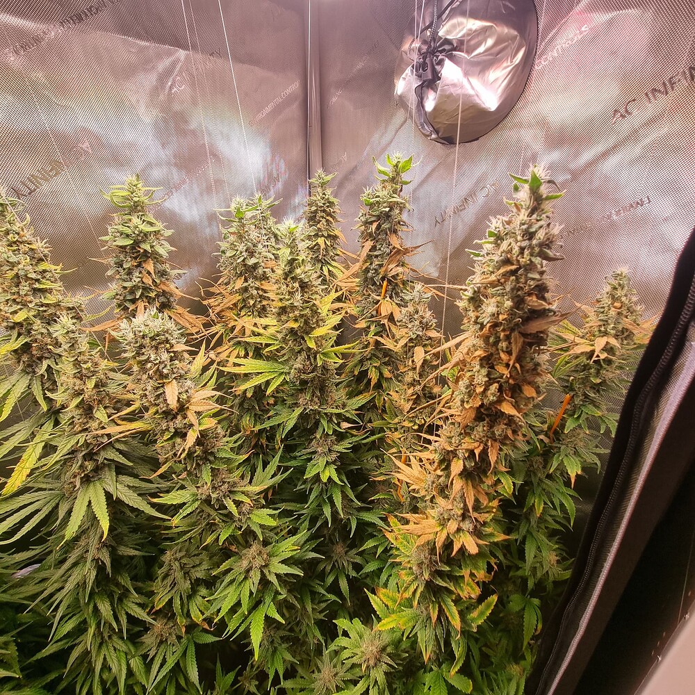 1. Growreport <-> Hesi & SuperSilverHaze