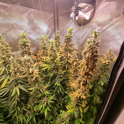 1. Growreport <-> Hesi & SuperSilverHaze