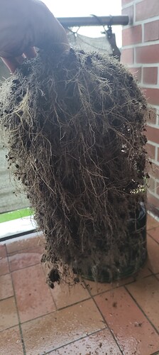 Growreport Bild 4
