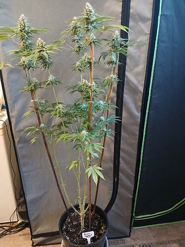 Growreport Bild 1