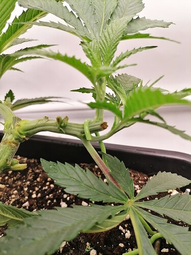Growreport Bild 3