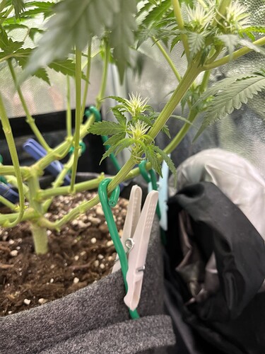 Growreport Bild 7