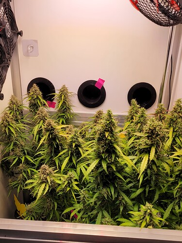 Growreport Bild 29