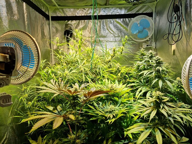 Mehrere Cannabis-Pflanzen in der Blütephase in einem Zelt, beleuchtet von Grow-Lampen und belüftet von Ventilatoren.