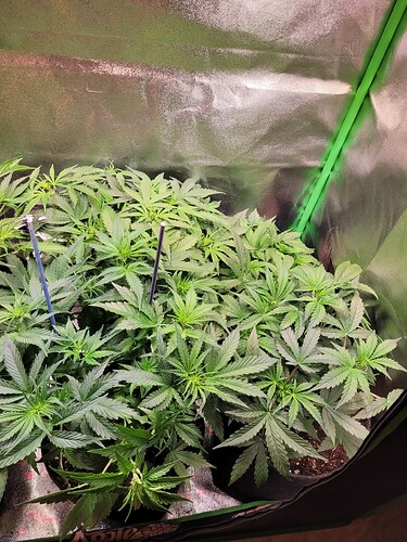 Growreport Bild 1