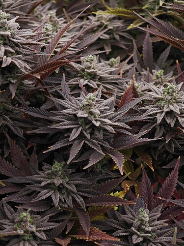 Growreport Bild 23
