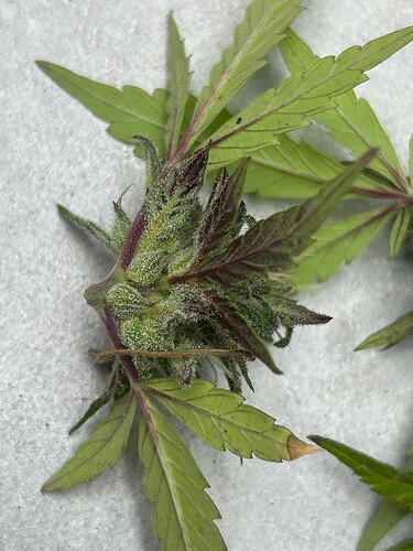 Growreport Bild 27