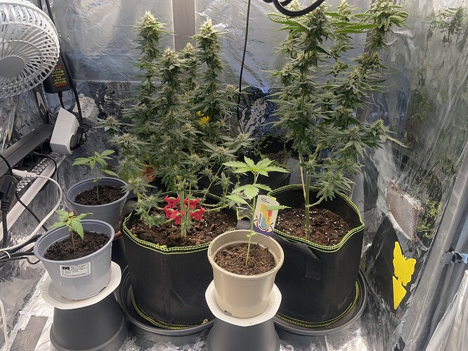 Growreport Bild 1