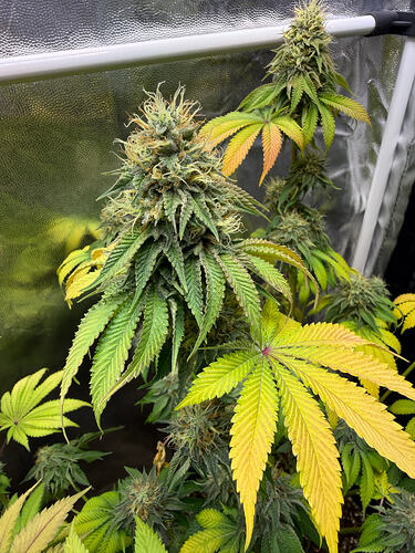 Growreport Bild 5