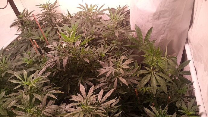 Growreport Bild 11