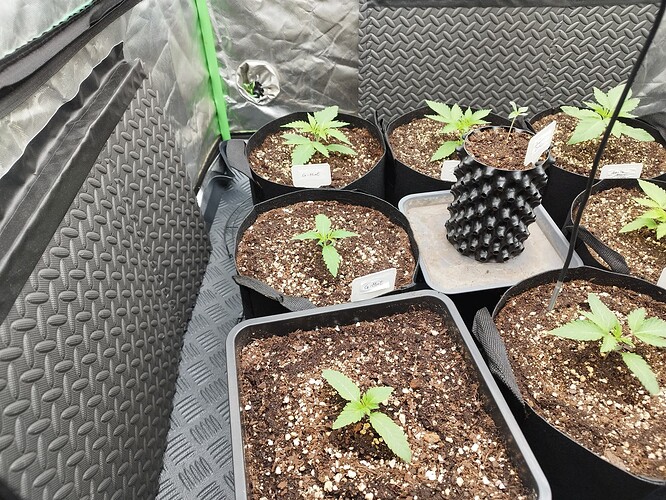 Mehrere junge Cannabispflanzen in verschiedenen Töpfen, einige in Stofftöpfen und einer in einem Air-Pot, stehen in einem Growzelt auf dem Boden.